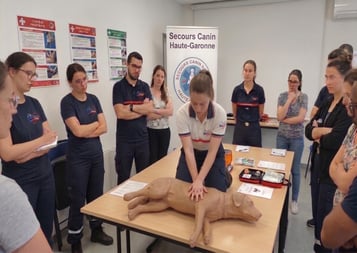 Massage cardiaque sur chien secourisme toulouse
