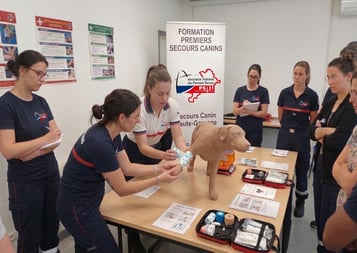 Secourisme canin toulouse bandage